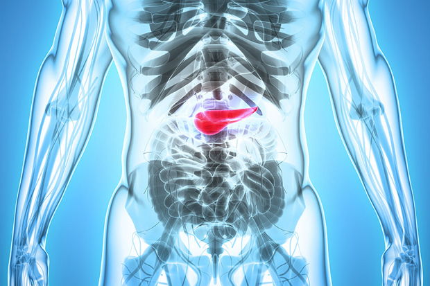 3D illustration of Pancreas – part of digestive system.