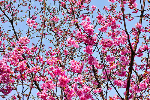 桜(陽光)開花