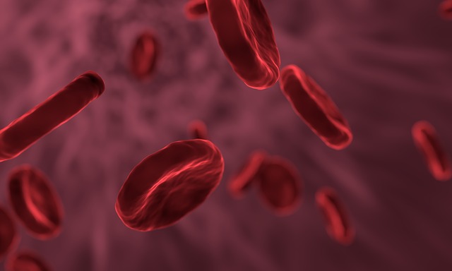 red-blood-cells-3188223_640